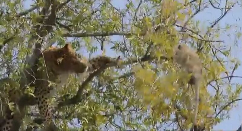 Леопард попытался сбросить обезьяну с дерева