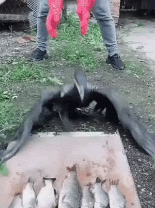 Гифки разные