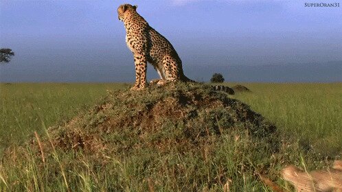 Мама-гепард, непонимающая, почему её детёныши просто не могли пробежать рядом