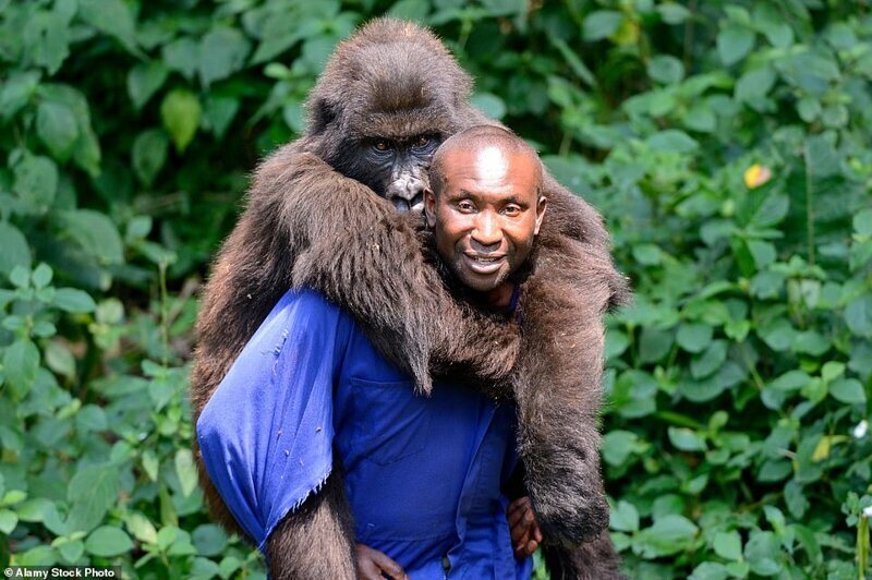 Съездить к гориллам в Руанду