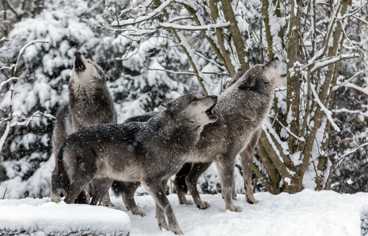 Охота диких волков. Волчья стая (2015). Парк Джаспер стая Волков. Волк зимой. Звери в лесу.