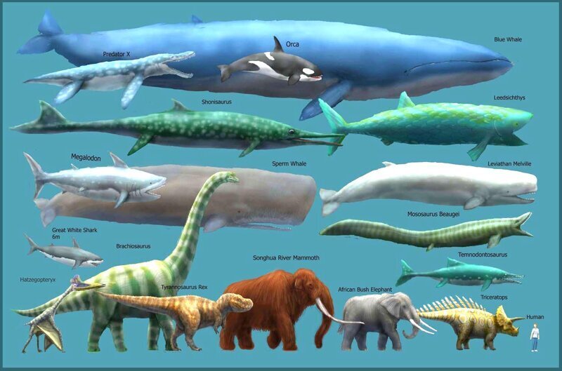 Вены синего кита настолько огромны, что по ним может проплыть маленький ребенок.