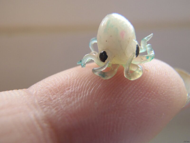 Детеныш осьминога рождается размером примерно с блоху.