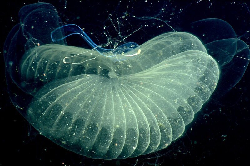 Новая технология показала самых загадочных существ океана в деталях