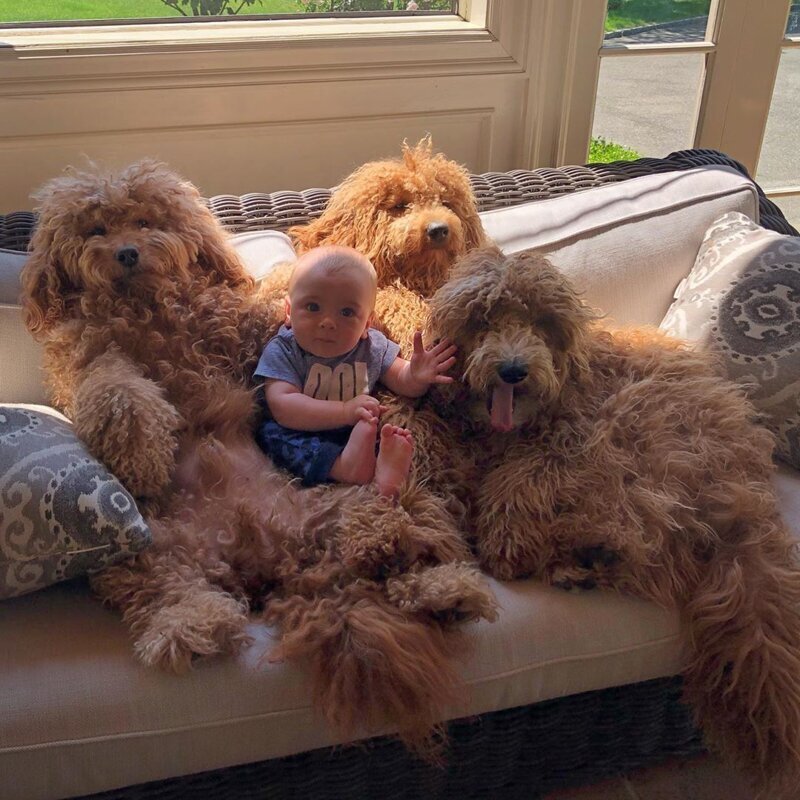 Необычная дружба мальчика и трех гигантских собак