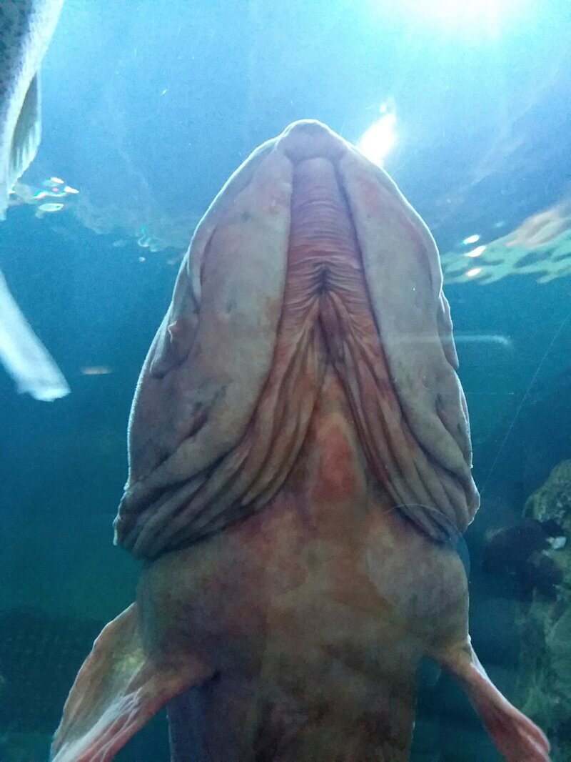 Показалось: посетительницу аквариума удивила "неприличная" рыба