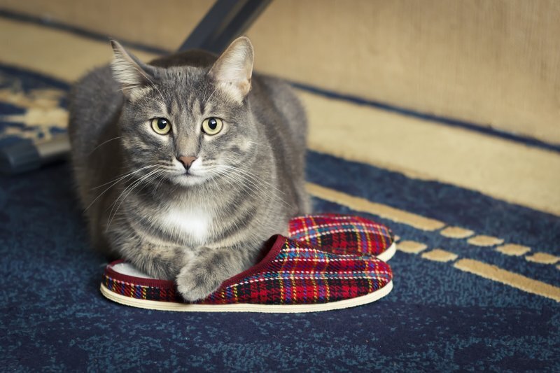 Почему коты спят на обуви, и чем кроме запаха животных привлекают туфли и  тапочки хозяев?