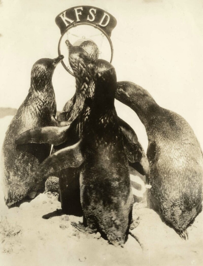 Пингвины родились и выросли на Южном полюсе, где сейчас находится адмирал Ричард Е. Бэрд. Они решили впервые появиться в эфире радиостанции KFSD прямиком из зоопарка Сан-Диего. Соединенные Штаты Северной Америки, 1934 год.