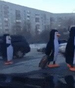 Гифки с пингвинами