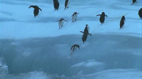 Гифки с пингвинами