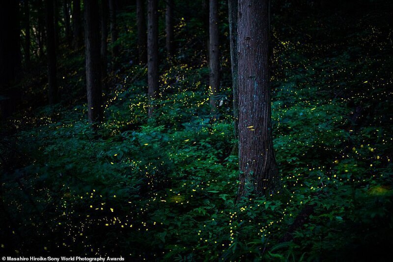 Химэботару - светлячки в японских горах Тоттори. Фотограф Масахиро Хироике, Япония