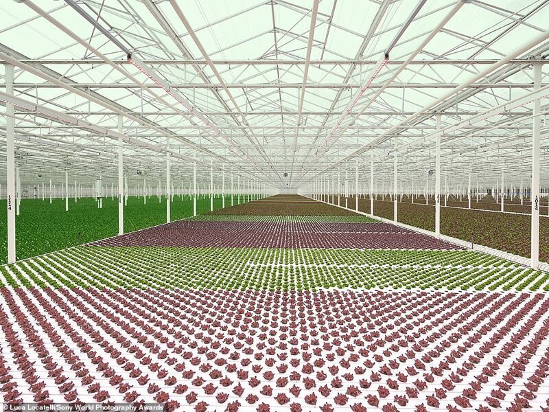 Огромная теплица для выращивания салата в Нидерландах. Лука Локателли, Италия