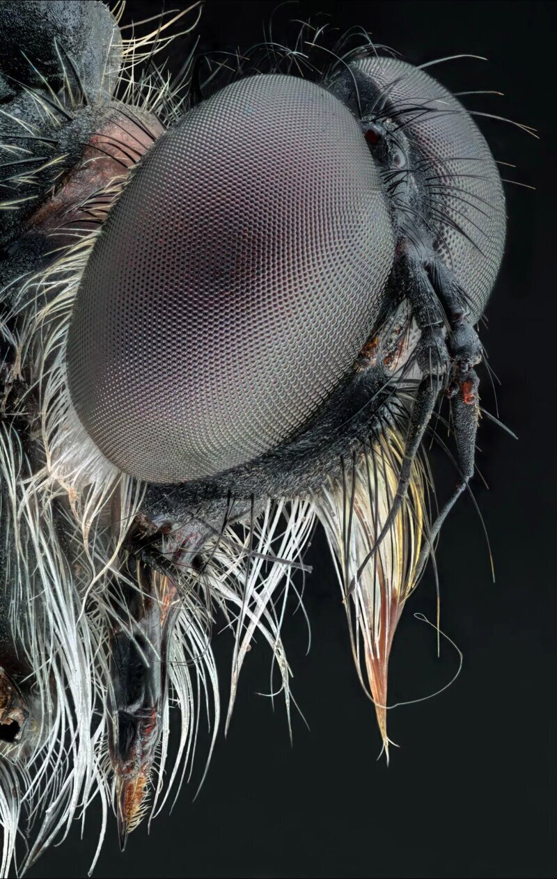 Многократно увеличенная фотография мухи одного из видов. Адальберт Мойжиш, Германия