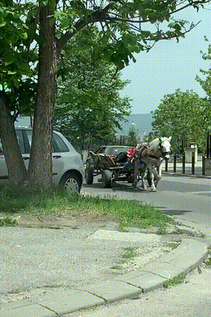 Лошадь всегда привезёт хозяина домой