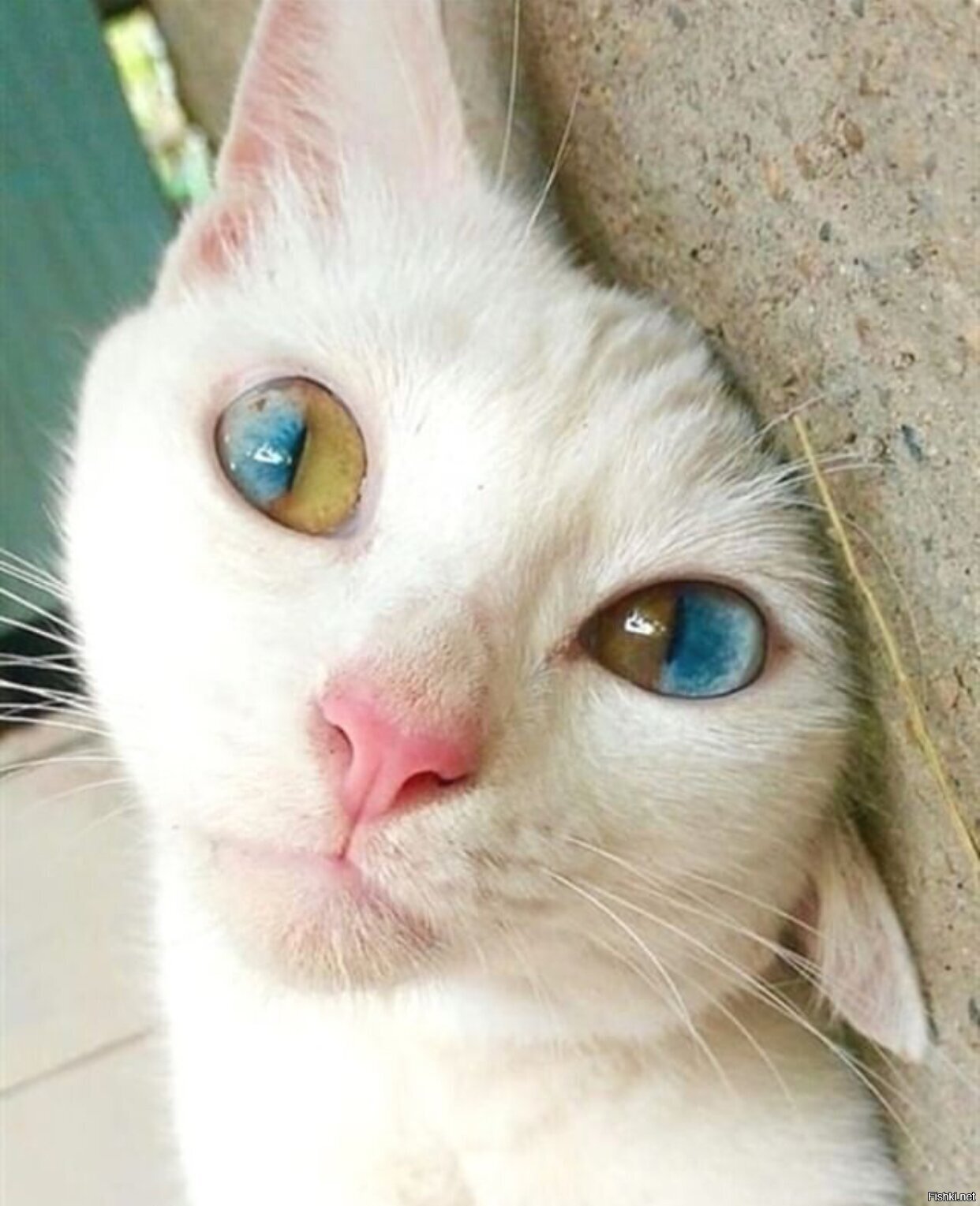 Редкие цвета кошек. Охос азулес гетерохромия. Гетерохромия у кота. Гетерохромия глаз у кошек. Кошки с разные ми глазами.
