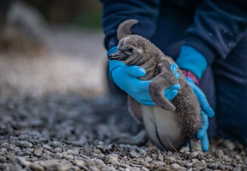 Пингвины спасают британский зоопарк от разорения