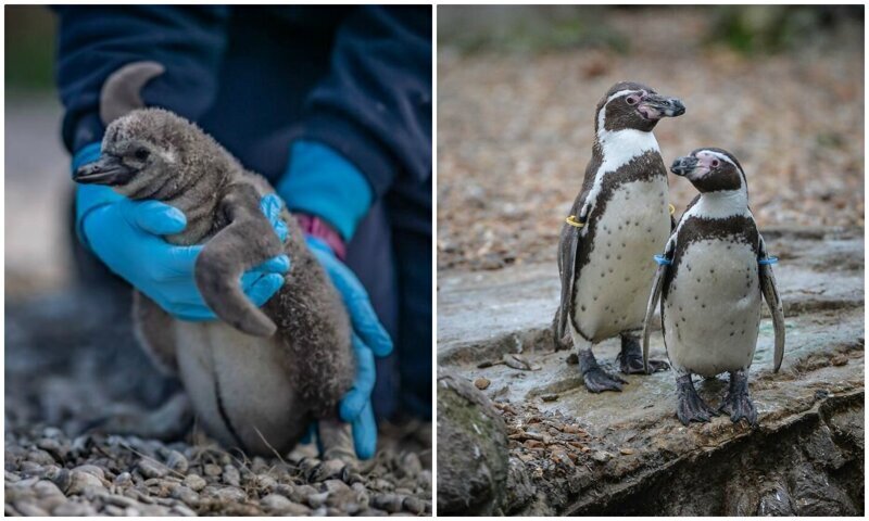 Пингвины спасают британский зоопарк от разорения