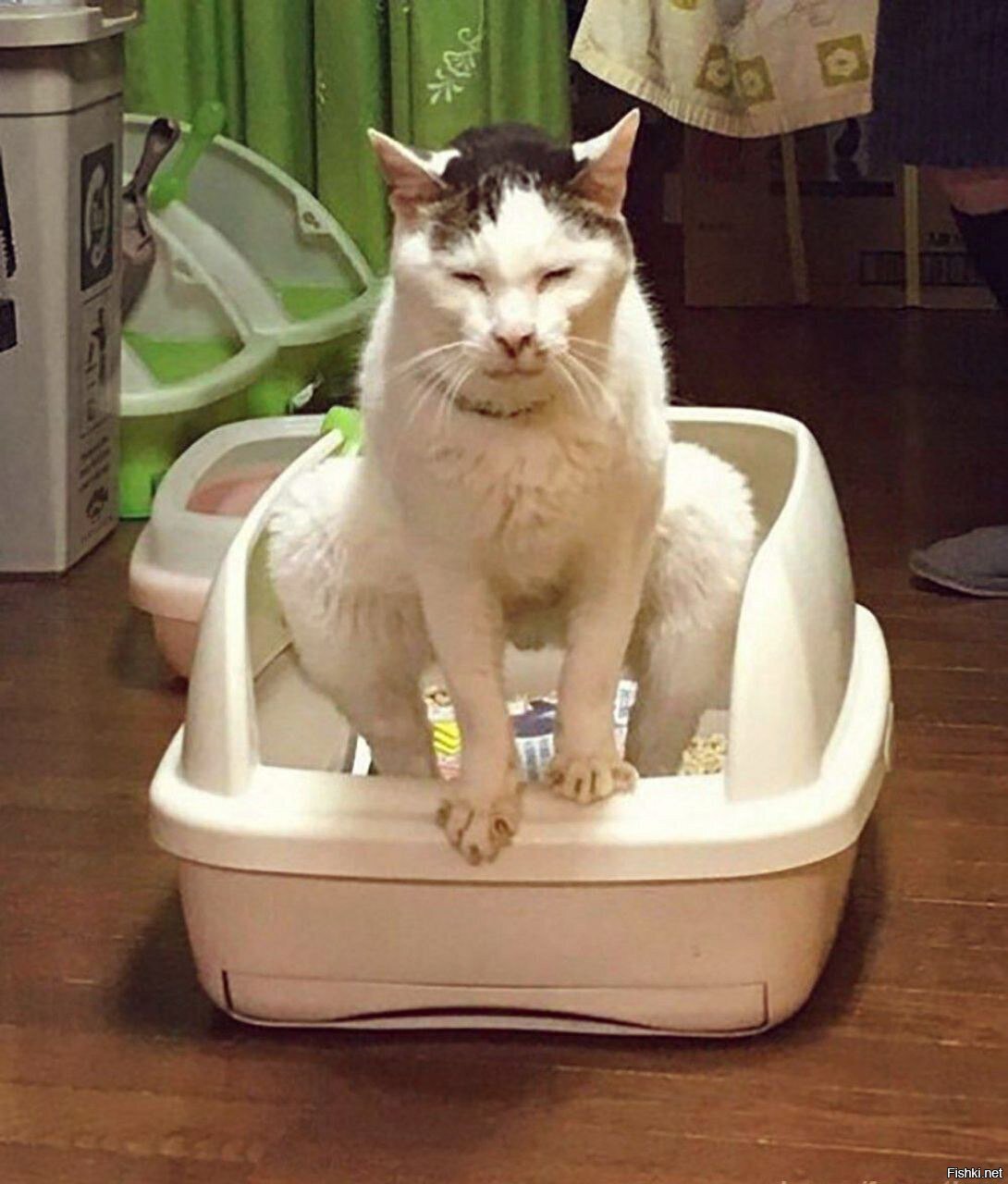 кот ходит в туалет в ванну
