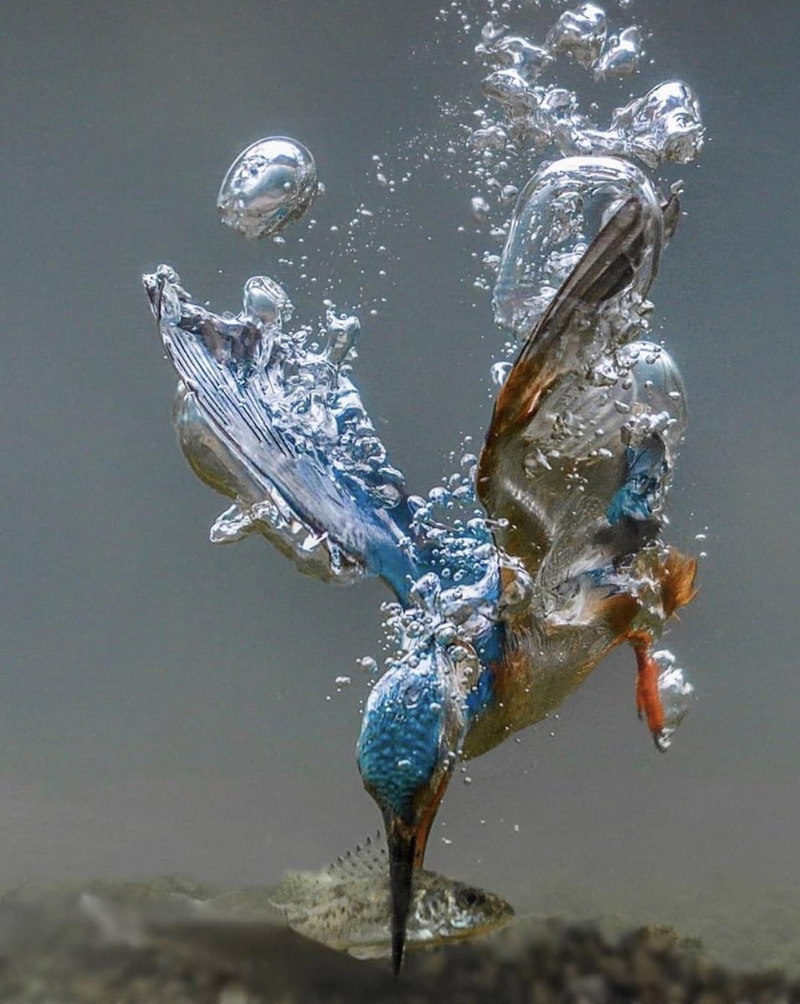 Зимородок: Суровый русский колибри рыбачит как Боженька