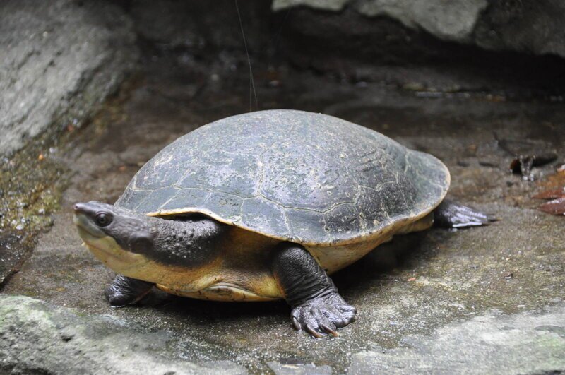 Черепахи умеют дышать попой