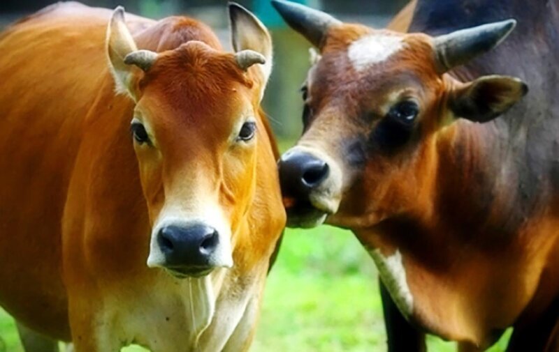 У каждой коровы есть лучшая подруга из своего стада. Если по каким-либо причинам одна из коров не выйдет в стадо – “подруга” будет переживать. При встрече они вылизывают друг друга.