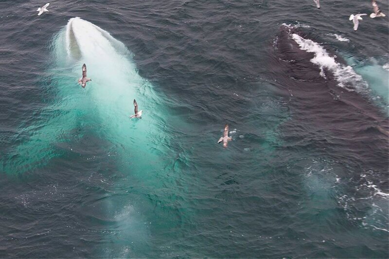 Размер сердца белого кита примерно равен размеру автомобиля Фольксваген Жук.
