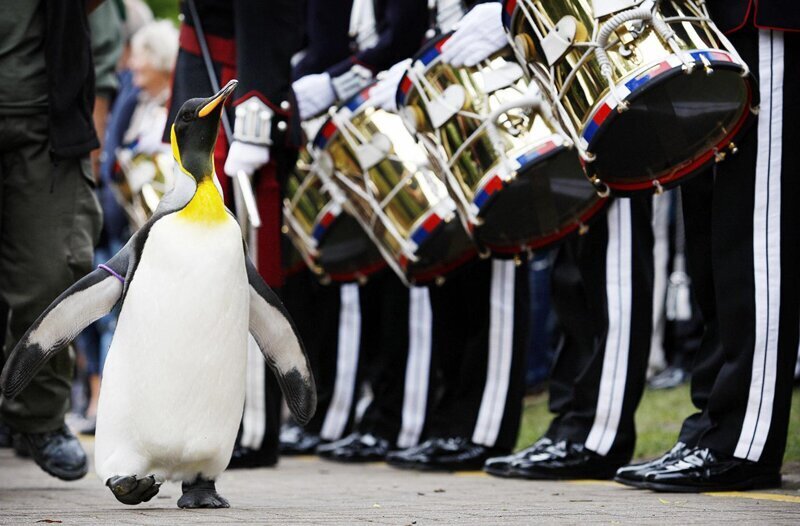 В Норвегии существует пингвин, которого посвятили в рыцари.