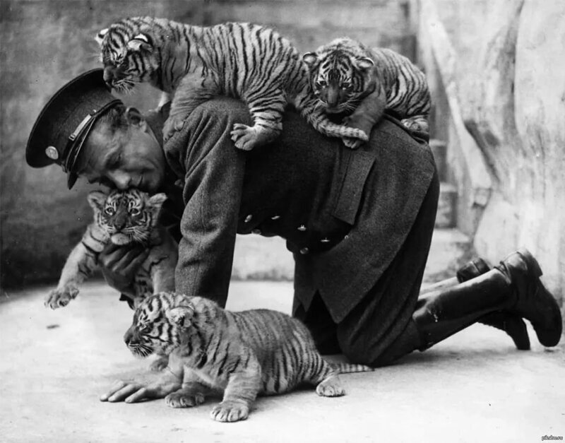 Смотритель зоопарка и тигрята, 1937 г.
