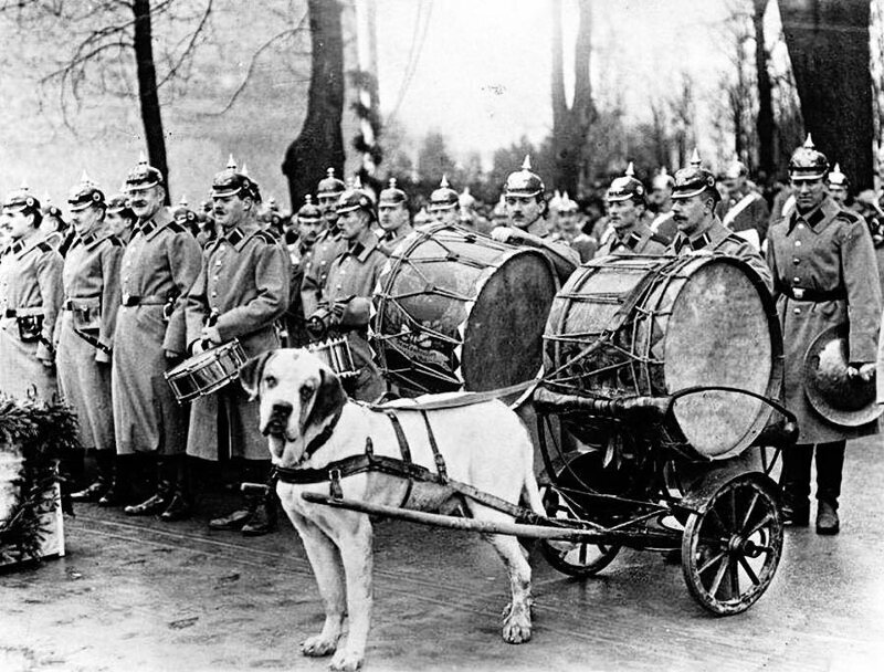 Военный оркестр с собакой-литаврщиком. Кенигсберг, 1912 год.