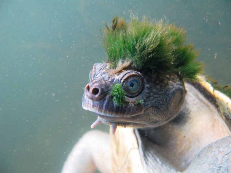 6. Elusor macrurus. Черепаха, которая водится в реке Мэри в Австралии. Известна водорослями, которые могут покрывать её панцирь и даже голову