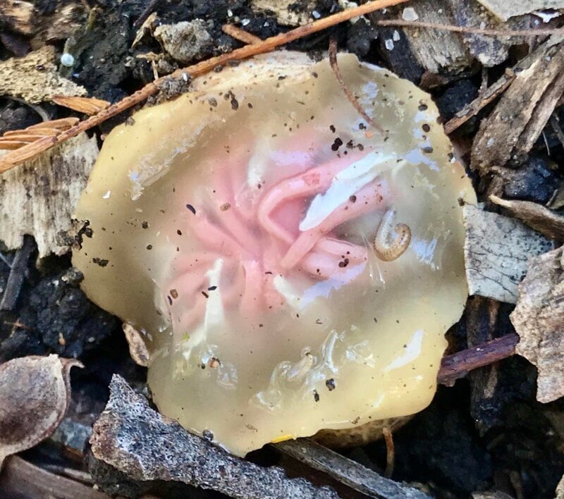 5. Незрелый гриб Aseroe rubra, Мельбурн, Австралия