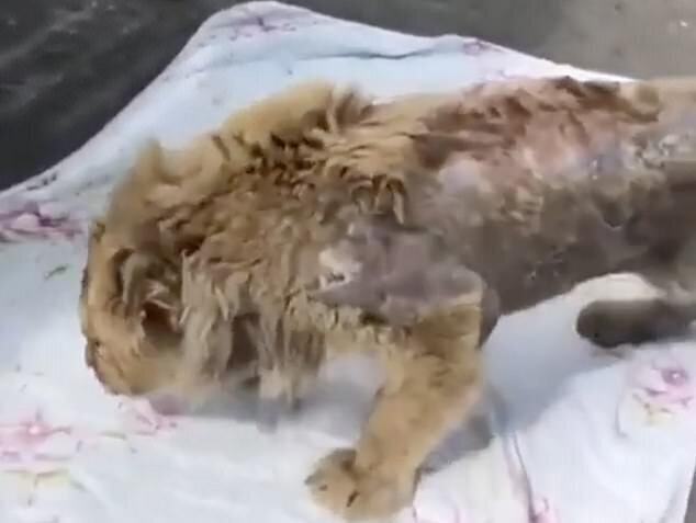 Челябинский ветеринар спас львенка, работавшего живой игрушкой
