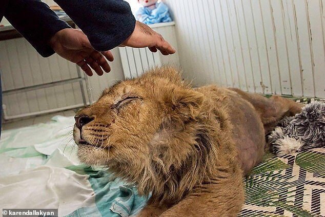 Челябинский ветеринар спас львенка, работавшего живой игрушкой