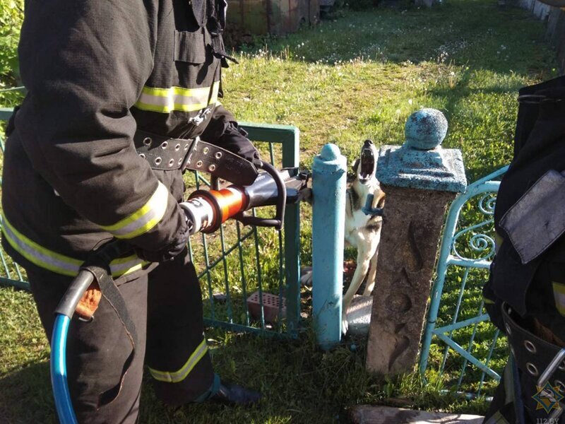 Встряли: шотландские пожарные спасли лисенка из колеса, а белорусские мчсники - пса из калитки