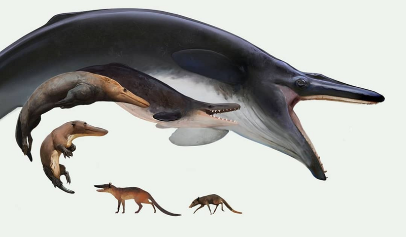 Амбулоцет: Тучные пентюхи. Предки китов, как нелепое недразумение