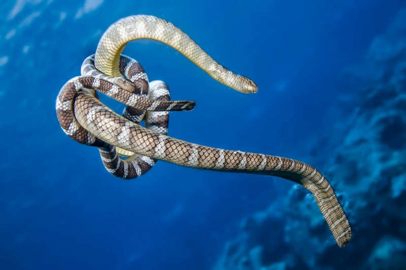 Зачем змеи завязываются в узел, и могут ли они из него развязаться?