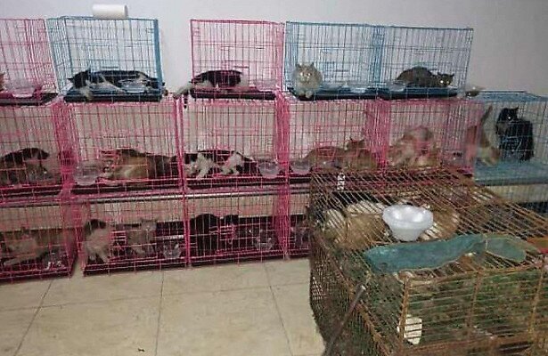В Китае спасли 700 кошек от съедения