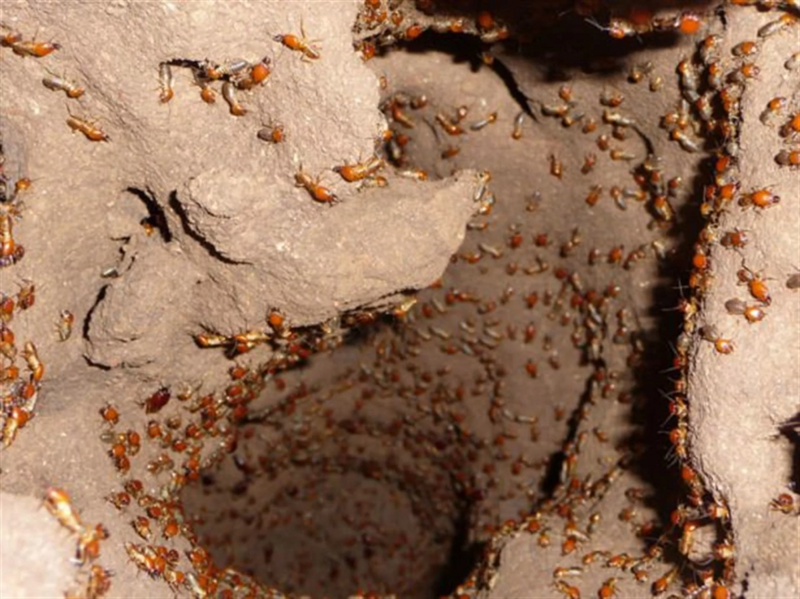 Термиты: Муравьи — жалкая пародия, а древние термиты выносят мозг своим совершенством