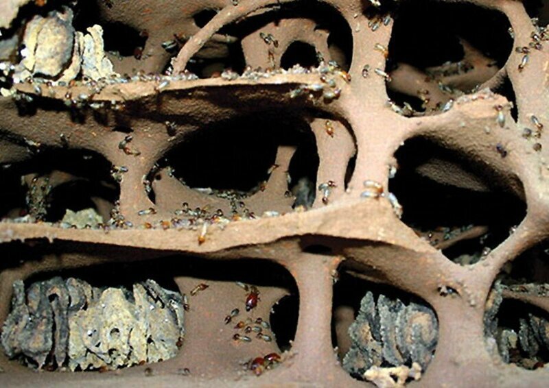 Термиты: Муравьи — жалкая пародия, а древние термиты выносят мозг своим совершенством