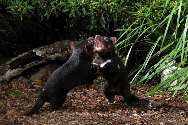 Тасманский дьявол: «Закрой свой Зубальник!» или статья про самого безумного хищника