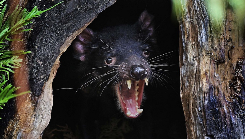 Тасманский дьявол: «Закрой свой Зубальник!» или статья про самого безумного хищника