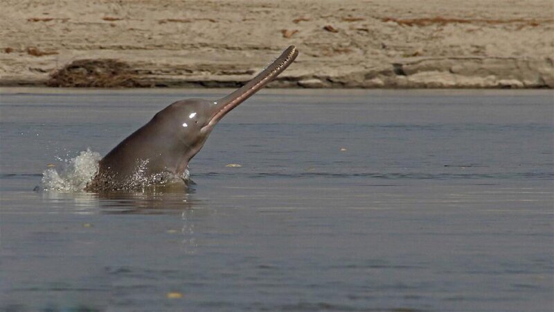 Сусук: Грязь рождает монстров. Ужасные слепые дельфины помойных рек Индии