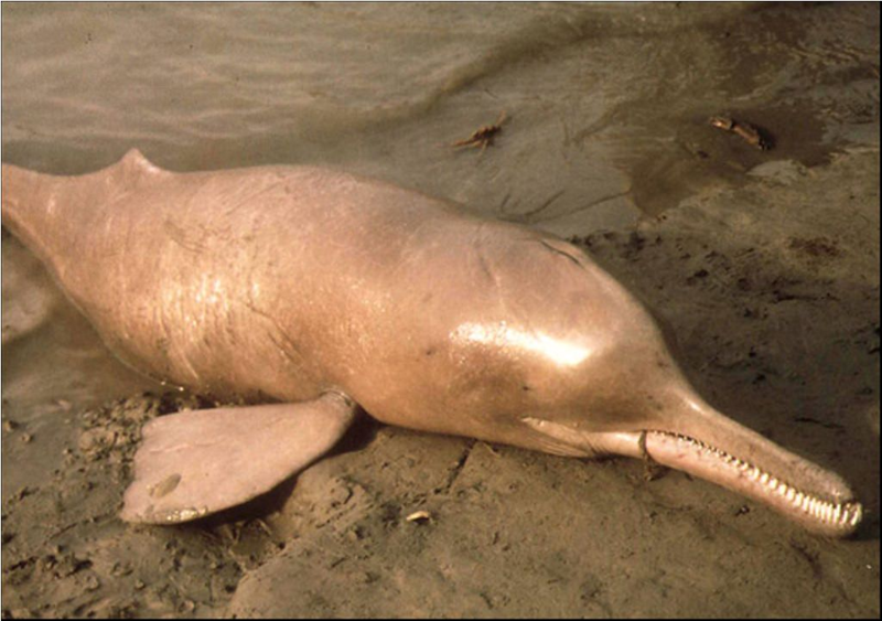 Сусук: Грязь рождает монстров. Ужасные слепые дельфины помойных рек Индии