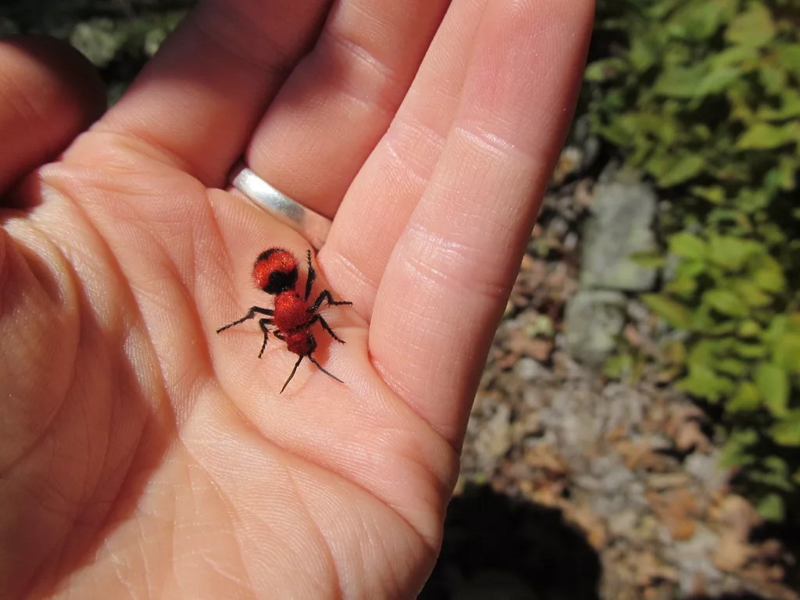 Мохнатые муравьи: Белые, пушистые и очень опасные! Почему это насекомое прозвали убийцей коров?