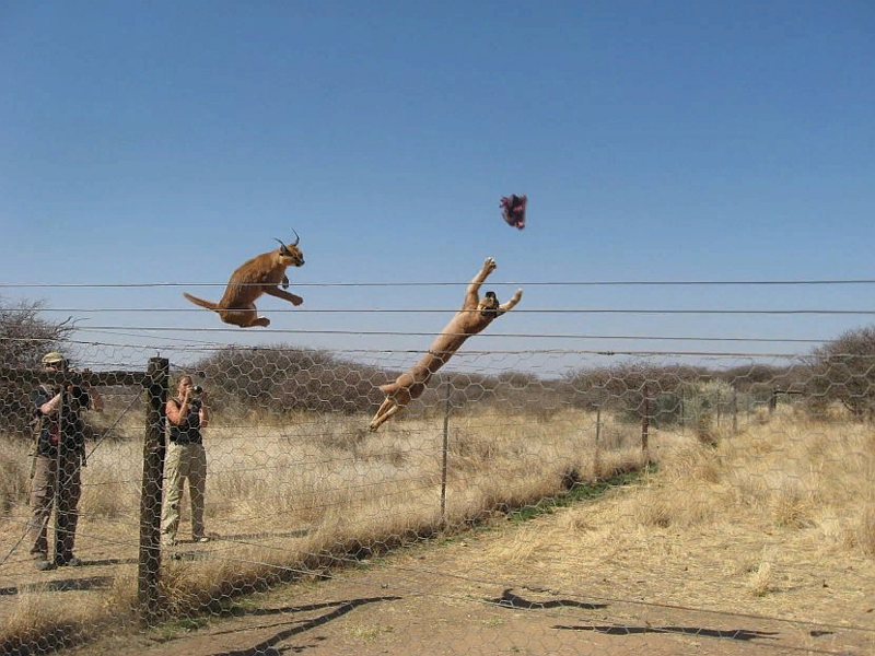 Каракал: Летающие коты привыкли убивать в воздухе (А ещё они очень странно мяукают)