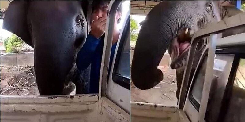 Слоненок закатил истерику, когда смотритель попытался его покинуть