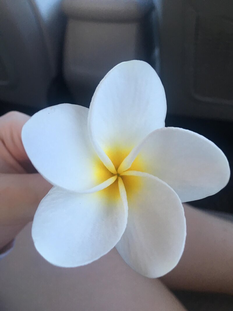 Идеальный цветок с Гавайев