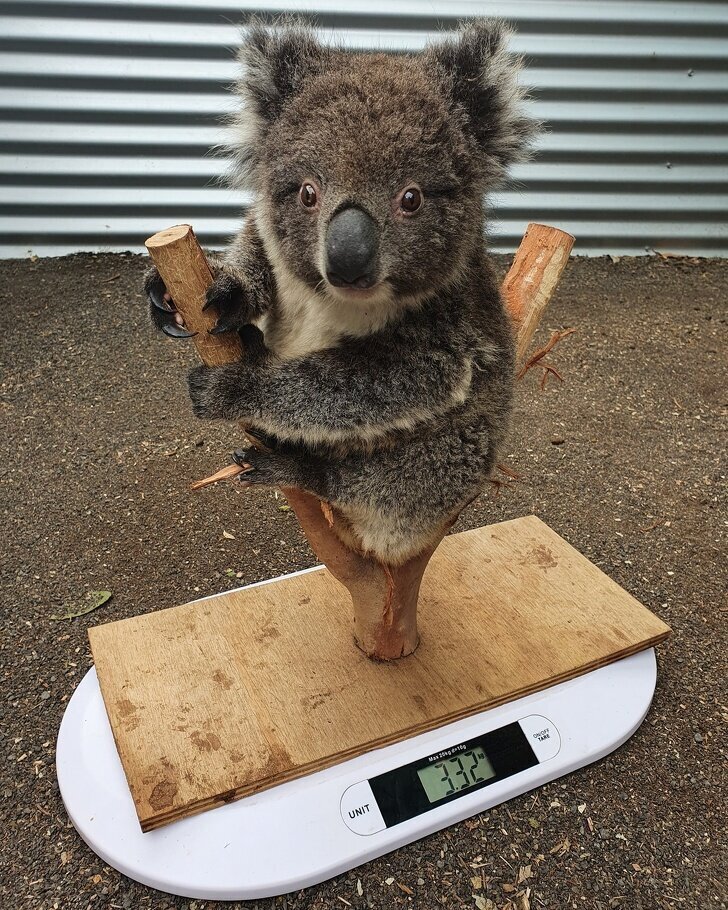 Чтобы малыш коала не боялся, можно замаскировать весы под его привычное место обитания