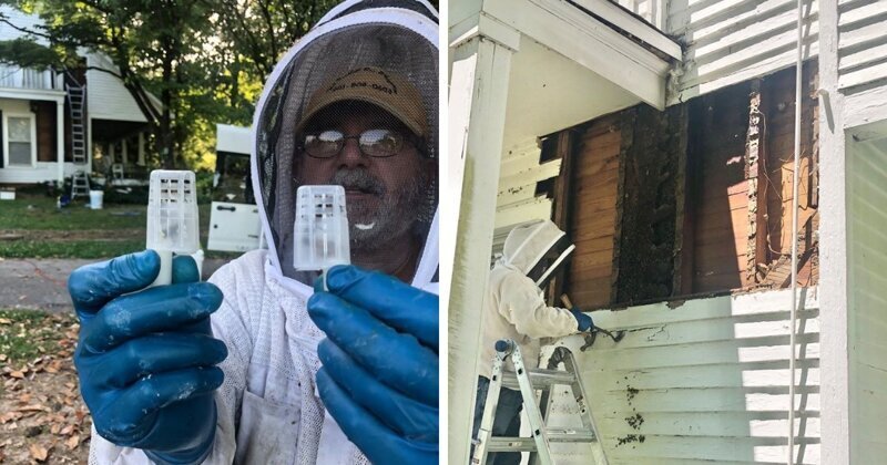 Мужчина нашел пчелиный улей высотой в два этажа