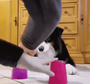 Собачьи гифки